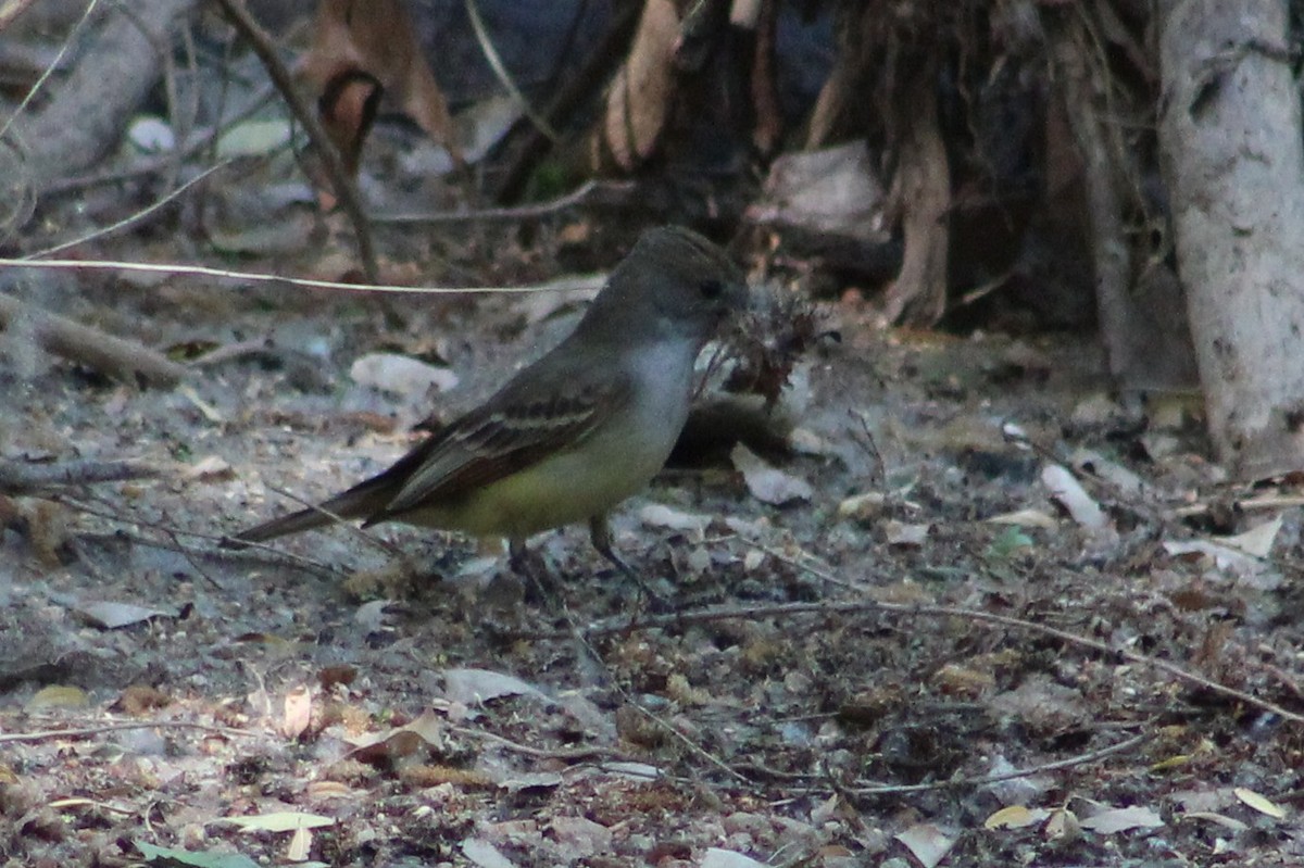 Brown-crested Flycatcher (Arizona) - Tommy DeBardeleben