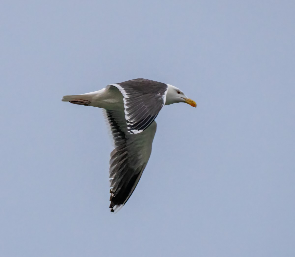 Great Black-backed Gull - ML571494411