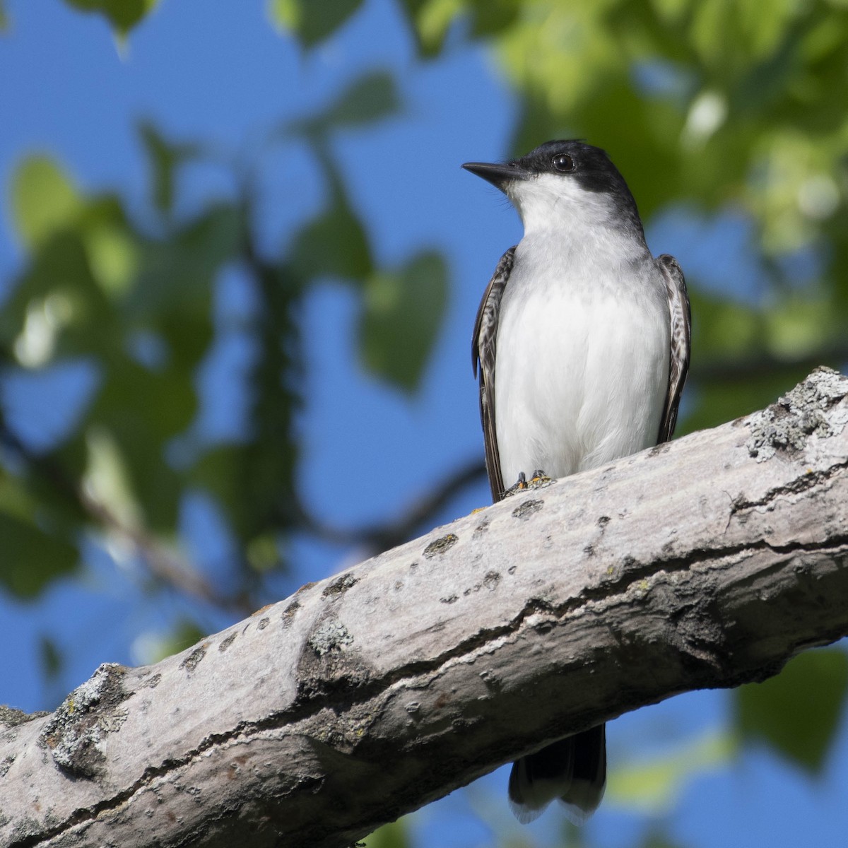 Eastern Kingbird - ML571494471