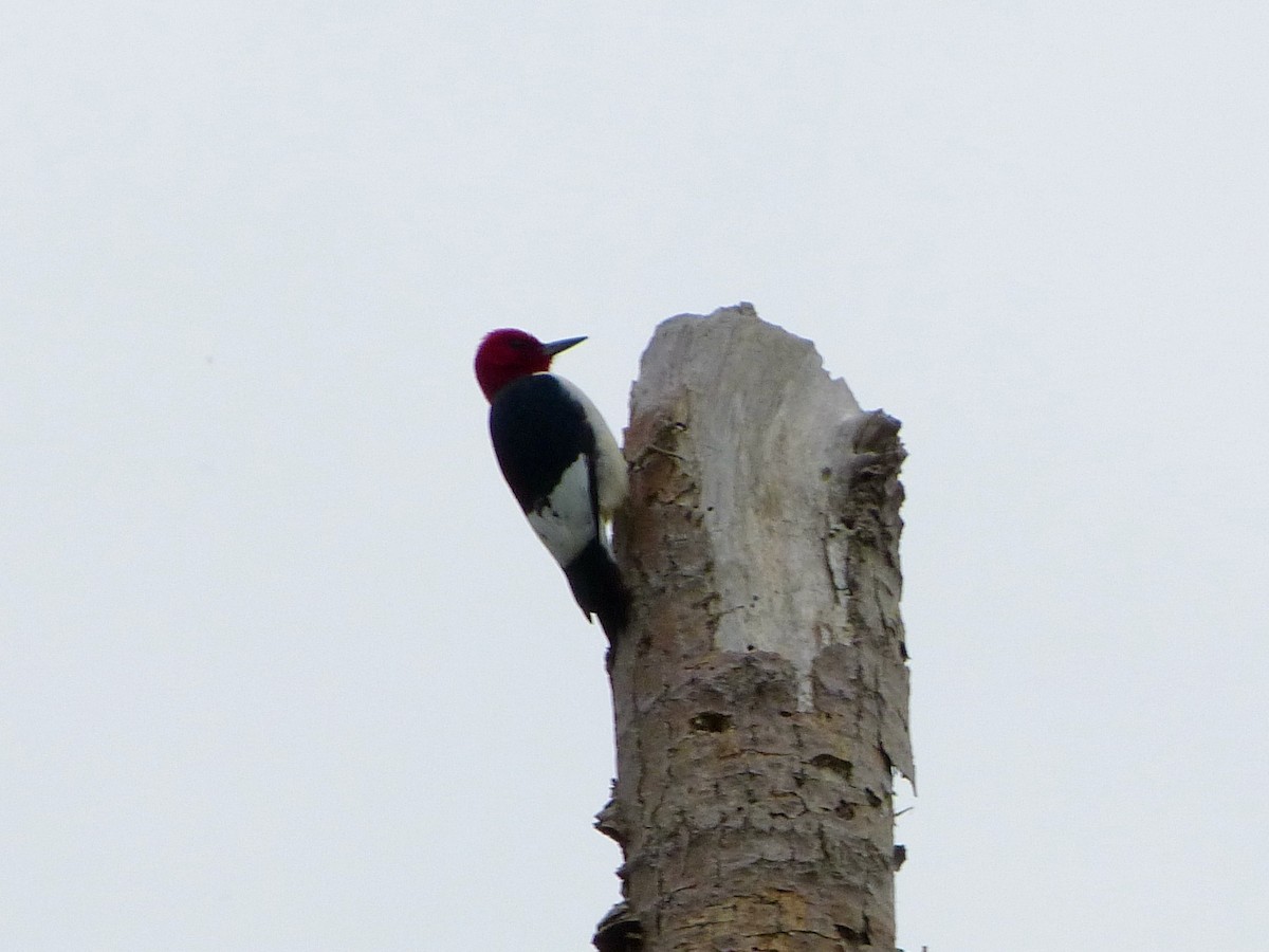 Red-headed Woodpecker - Derek Richardson
