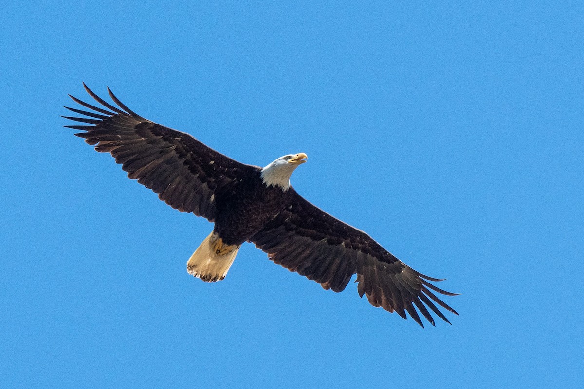 Bald Eagle - ML571495621