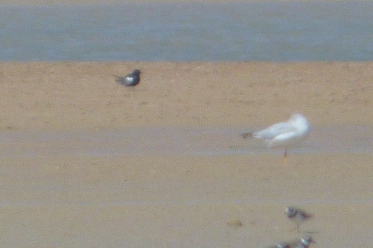 White-winged Tern - Pedro Moreira