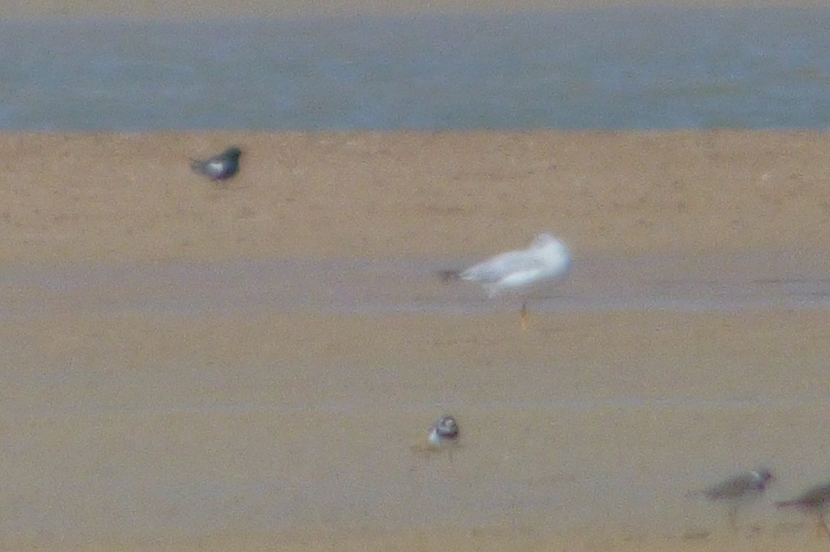 White-winged Tern - ML57149601