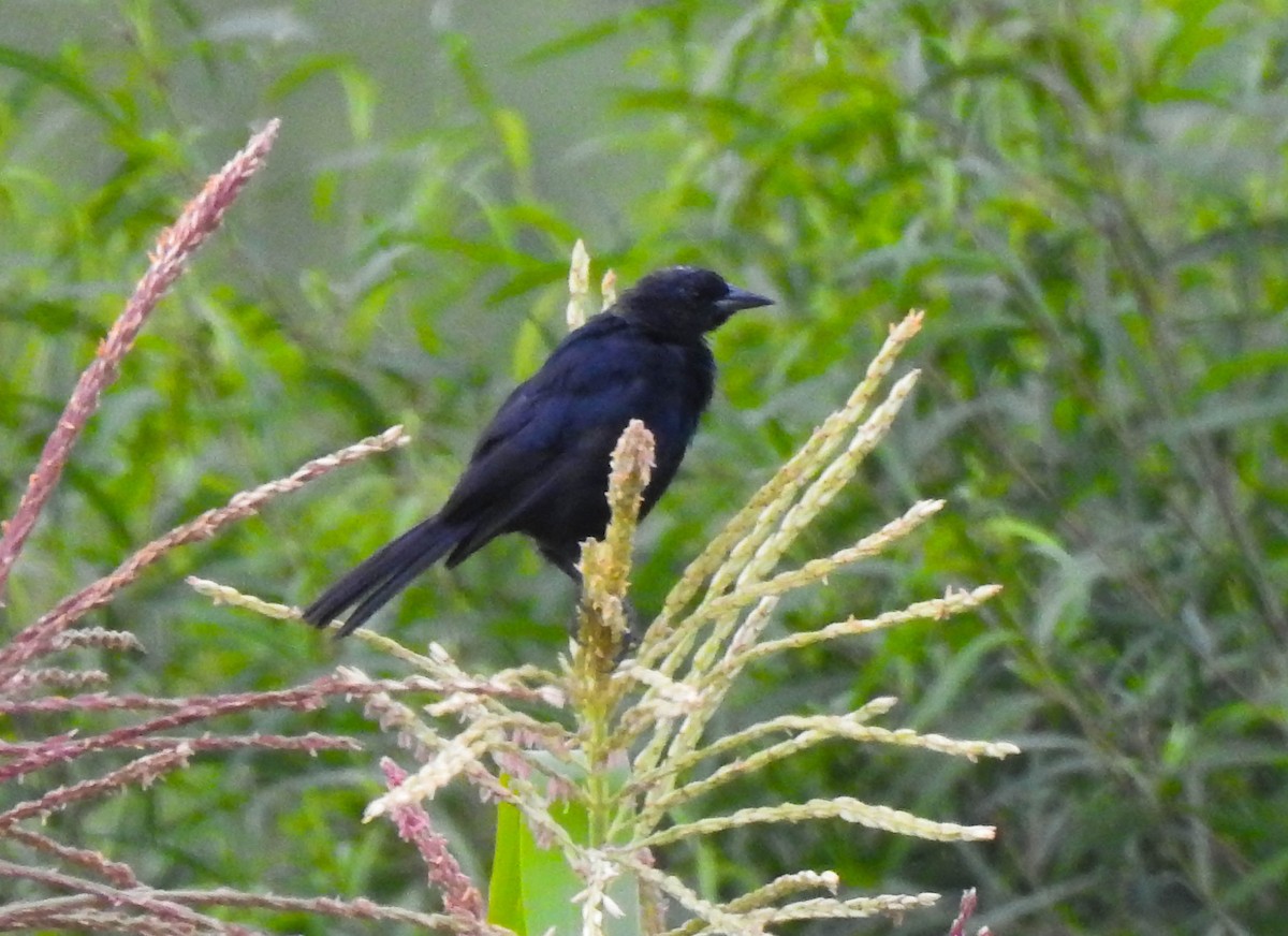 Scrub Blackbird - Maria Rivero