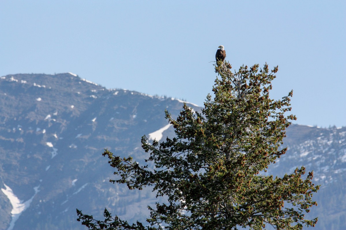 Bald Eagle - ML571496321