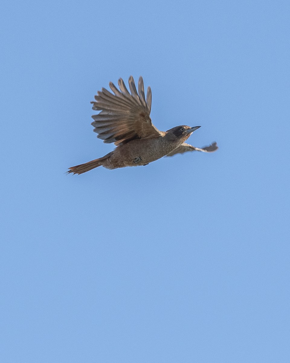 Brown Cacholote - Daniel Oscar Segovia