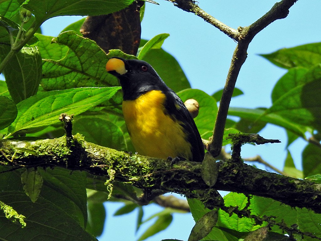 Blue-and-gold Tanager - ML571496711