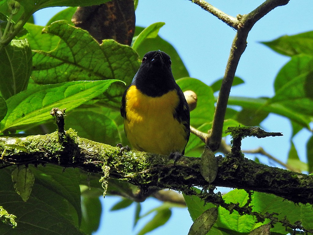 Blue-and-gold Tanager - ML571496721