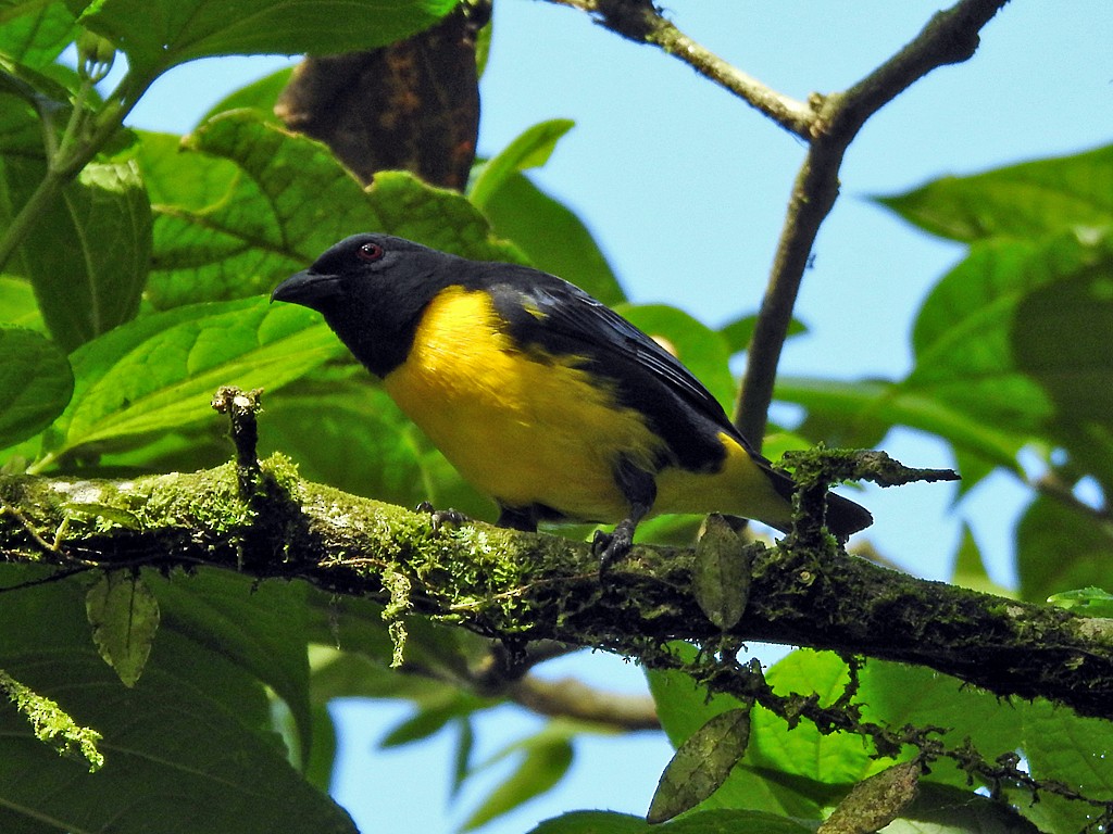 Blue-and-gold Tanager - ML571496731