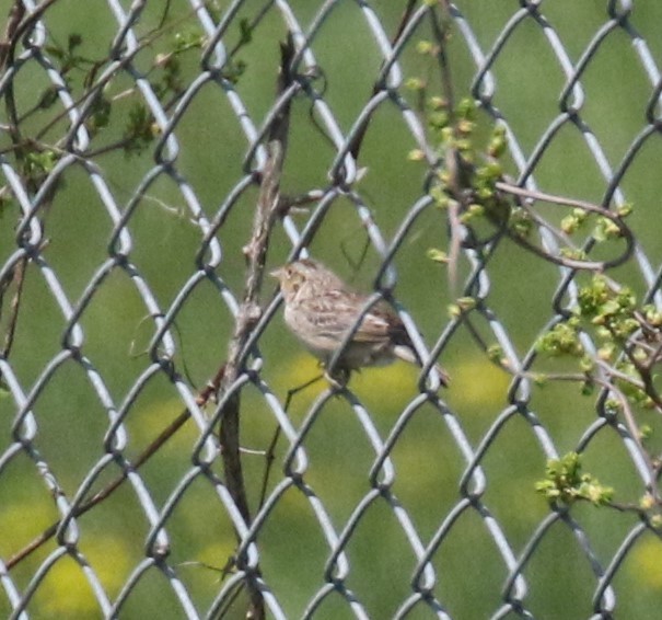 Grasshopper Sparrow - ML571498241