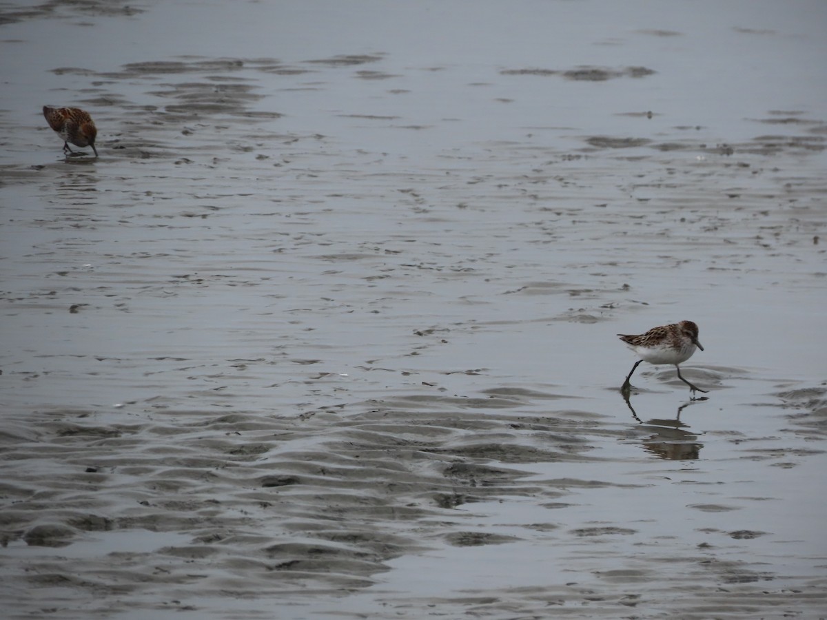 Semipalmated Sandpiper - Laura Burke