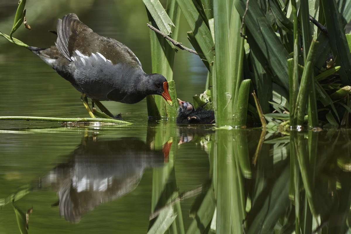 Eurasian Moorhen - Kevin Hughes