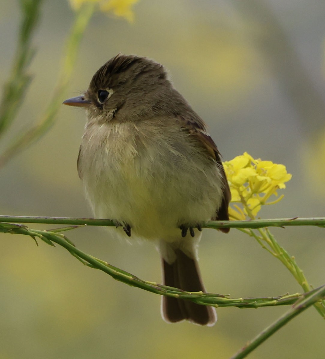 Western Flycatcher (Pacific-slope) - ML571499991