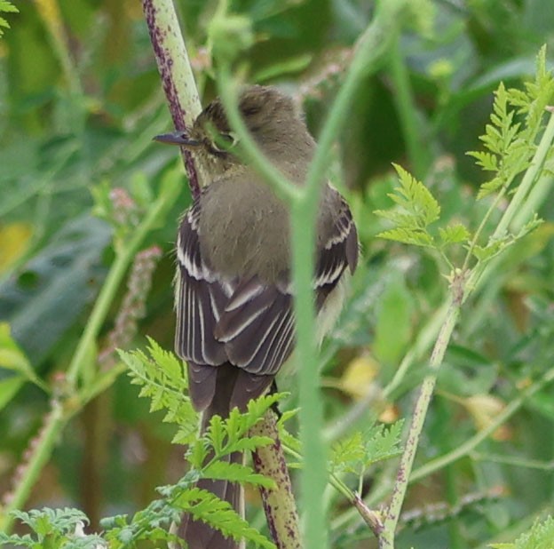 Western Flycatcher (Pacific-slope) - ML571500001