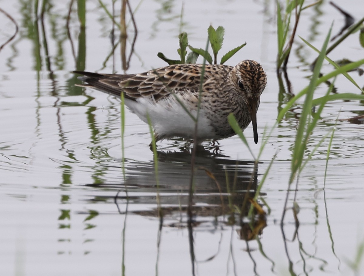 Pectoral Sandpiper - ML571501491