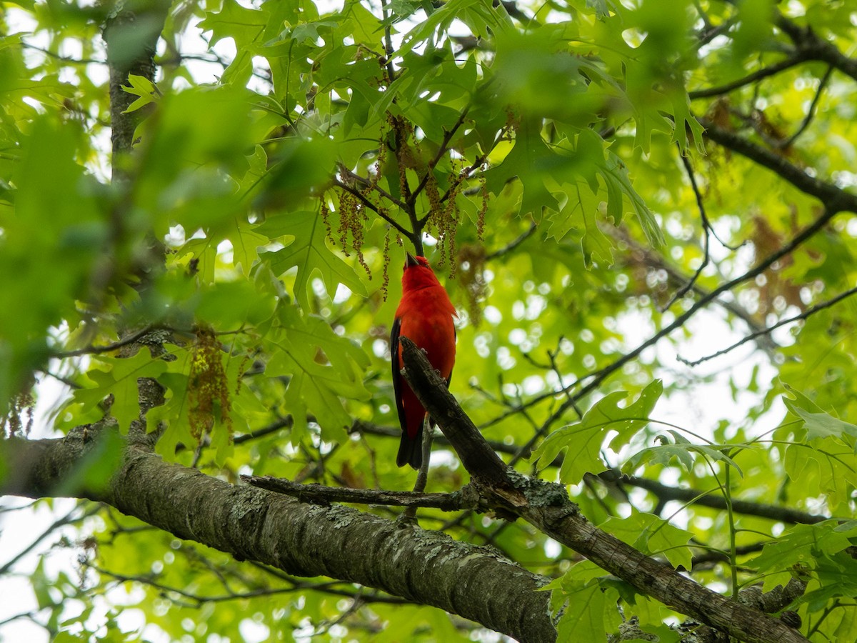 Scarlet Tanager - ML571501591