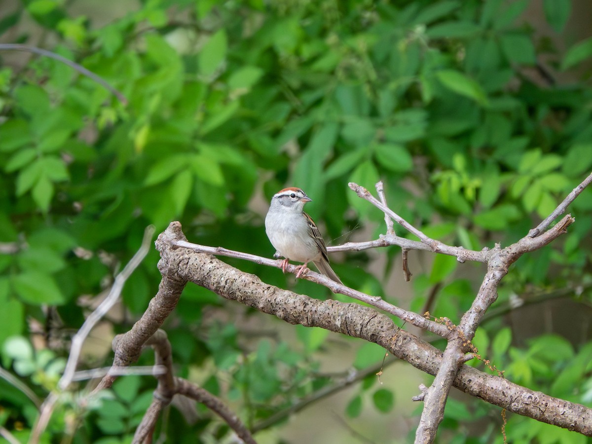 Chipping Sparrow - ML571501631