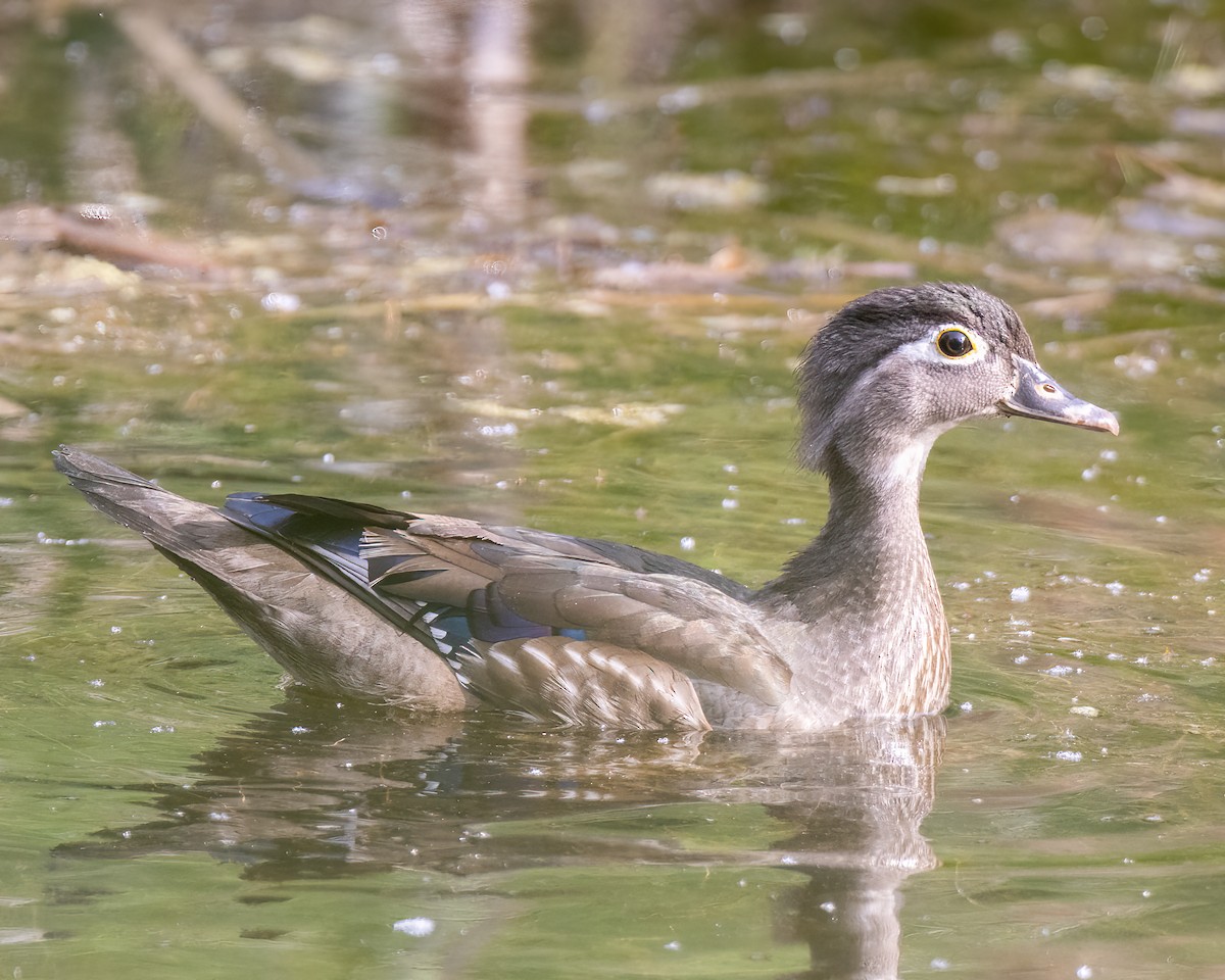 Wood Duck - ML571501641