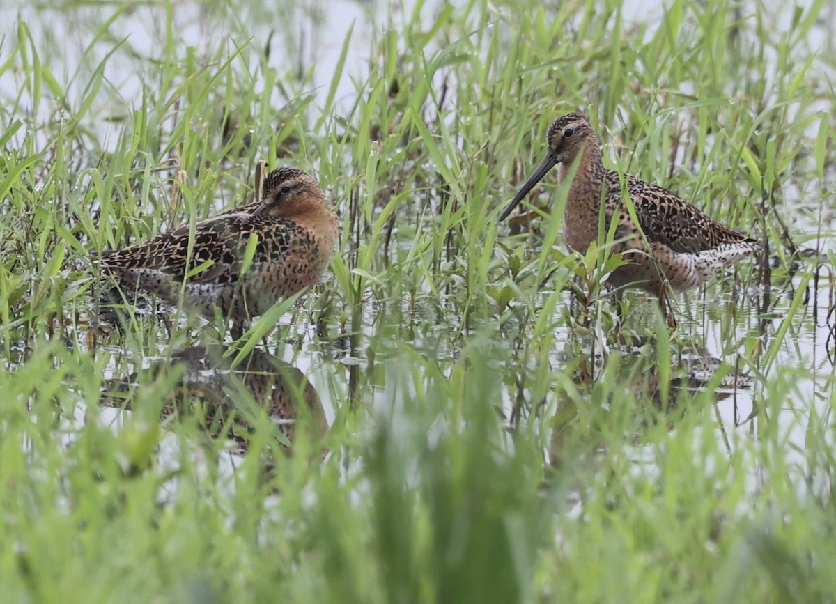 Short-billed Dowitcher - ML571501661