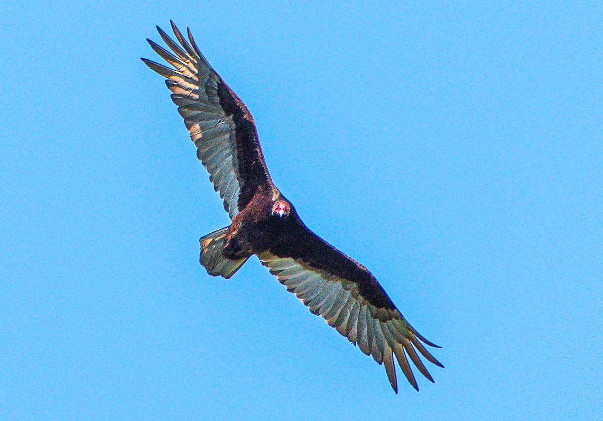 Urubu à tête rouge - ML571502181