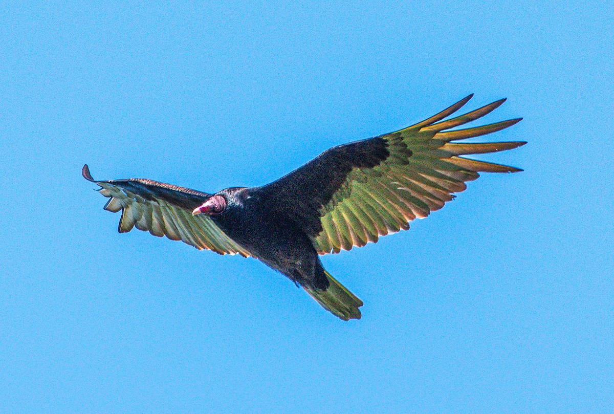 Turkey Vulture - Brandon Lloyd