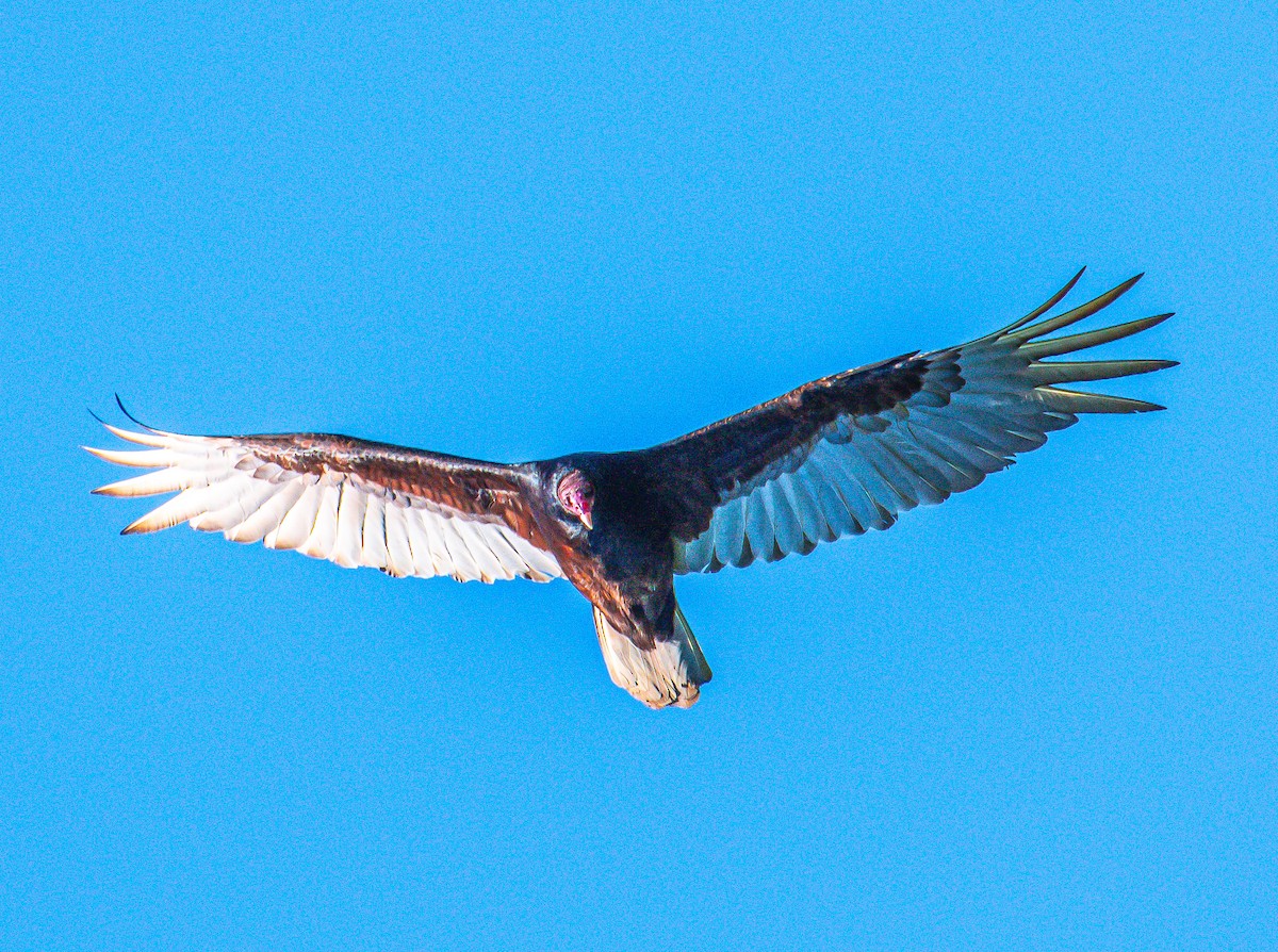 Turkey Vulture - Brandon Lloyd