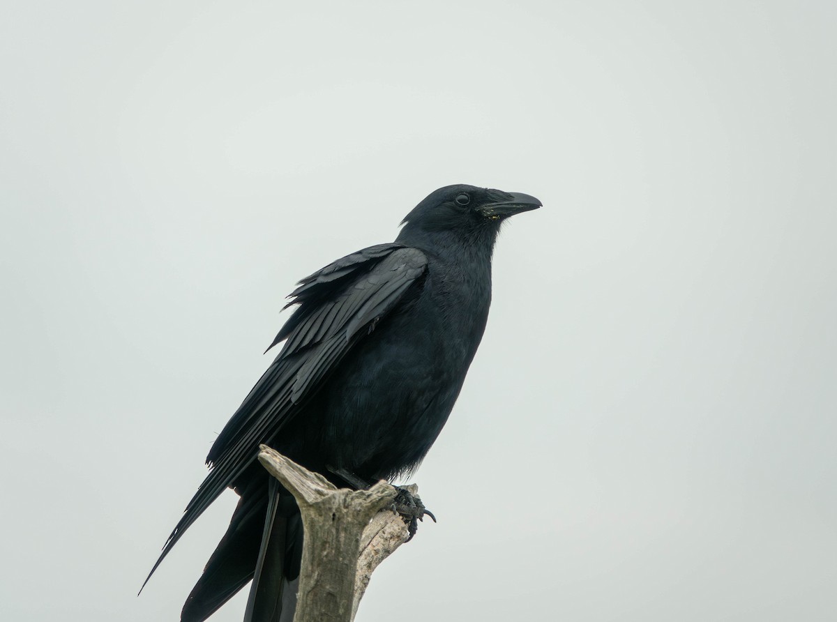 Fish Crow - ML571502281