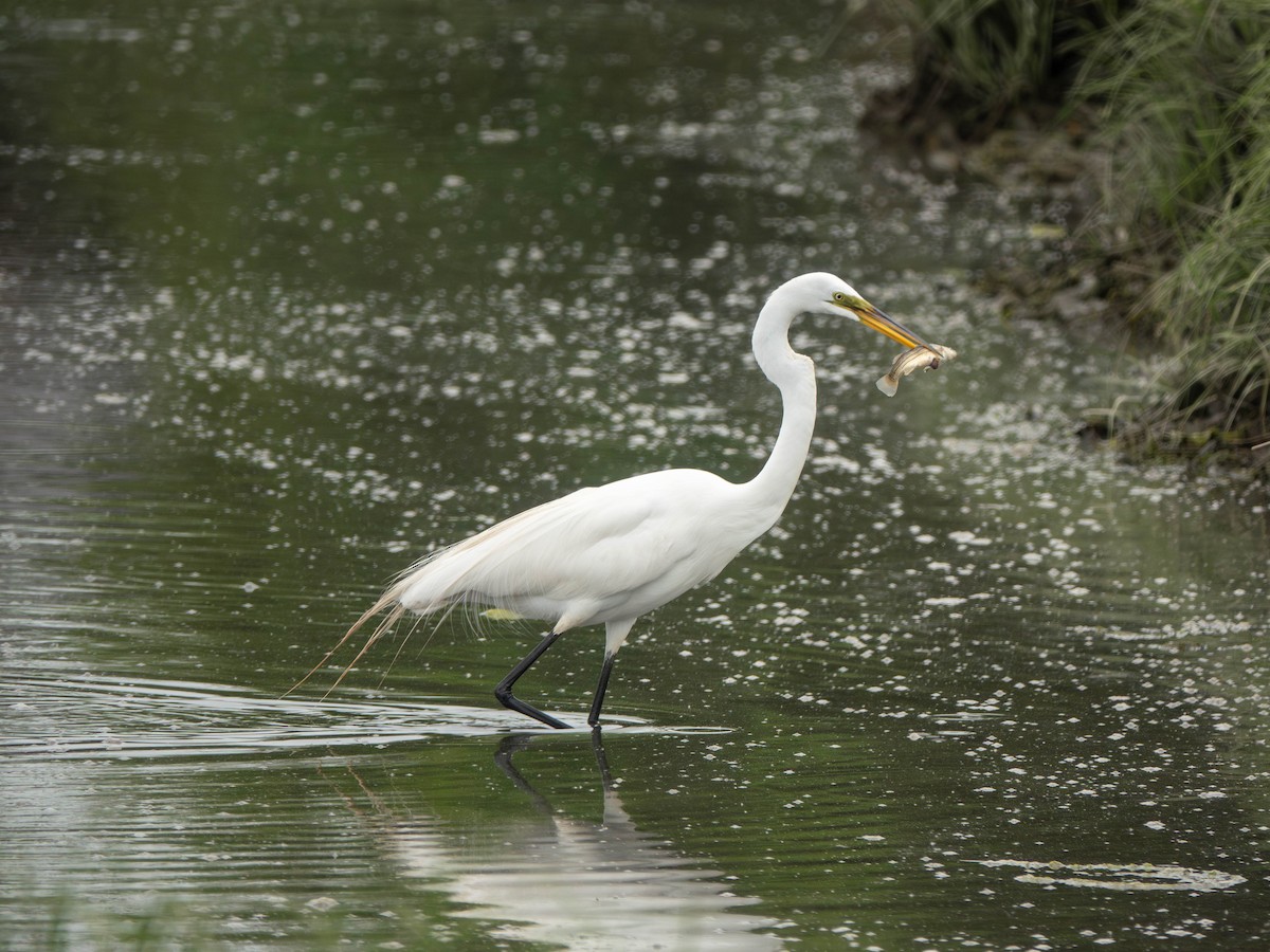 Great Egret - ML571502331