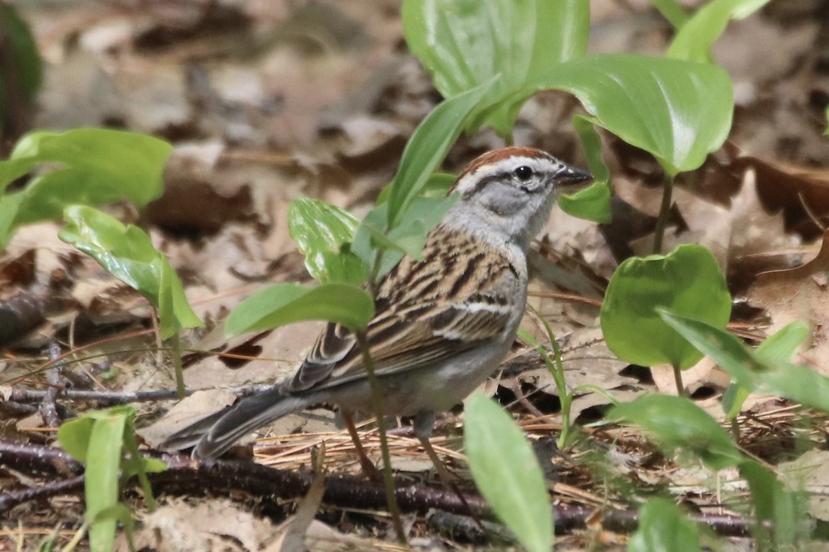 Chipping Sparrow - ML571502421