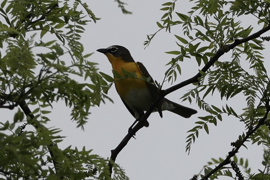 Yellow-breasted Chat - ML571502661