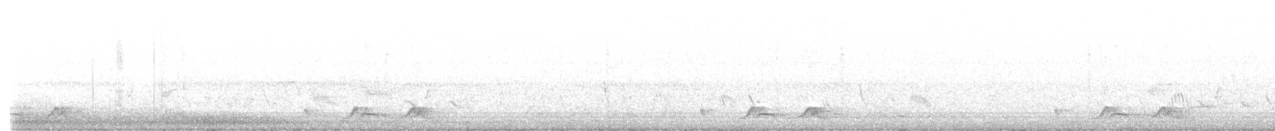 Carolinanachtschwalbe - ML571502671