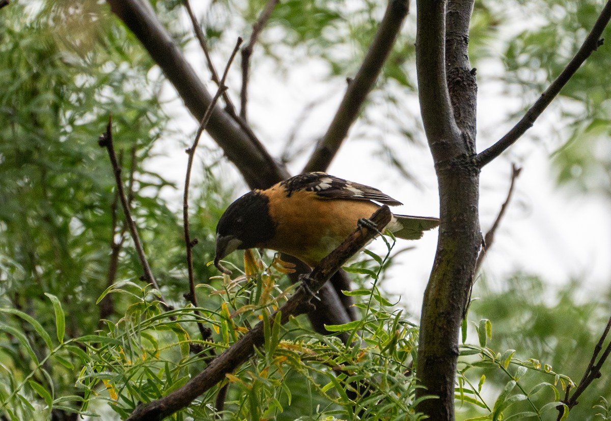 Black-headed Grosbeak - ML571503091