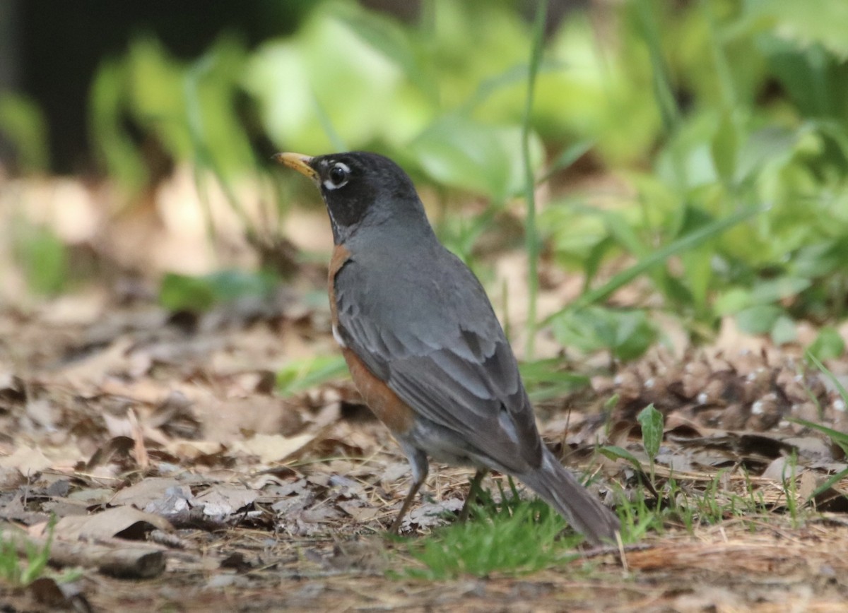 American Robin - ML571503141