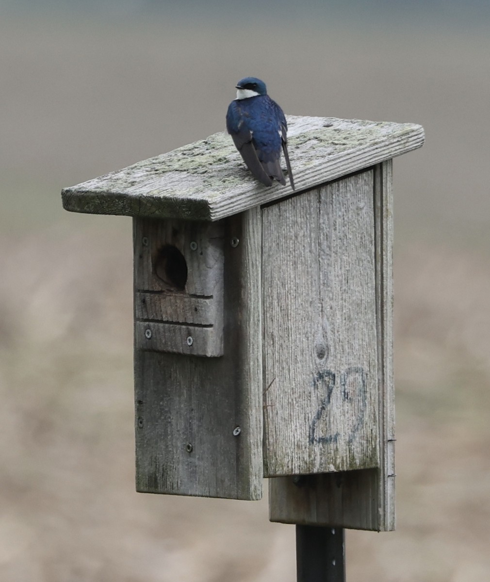 Golondrina Bicolor - ML571503181