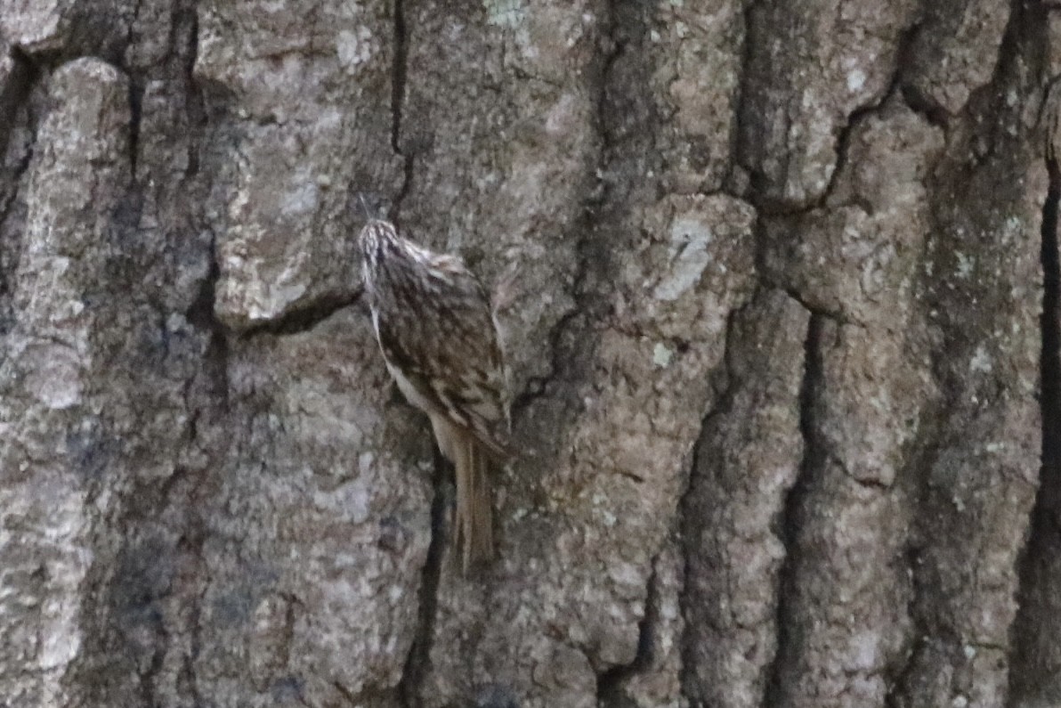 Brown Creeper - ML571503401