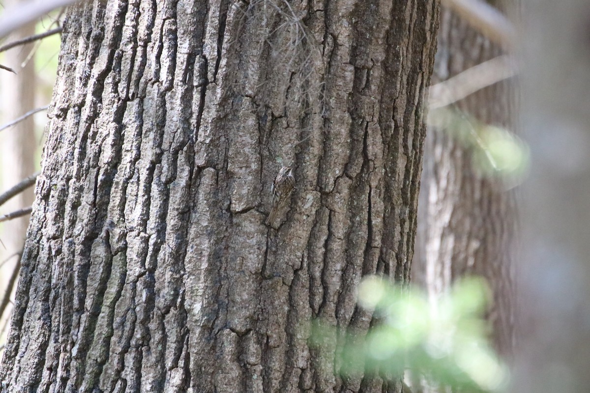 Brown Creeper - ML571503411