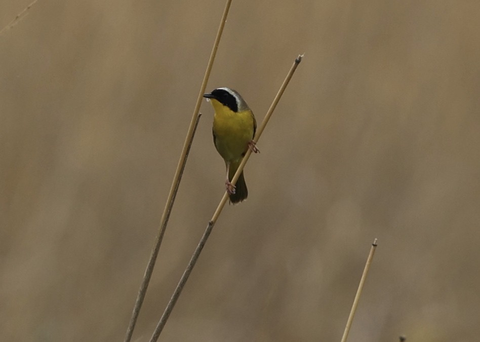 Common Yellowthroat - ML571503421