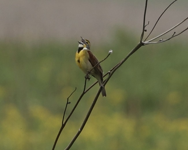 Dickcissel - ML571503631