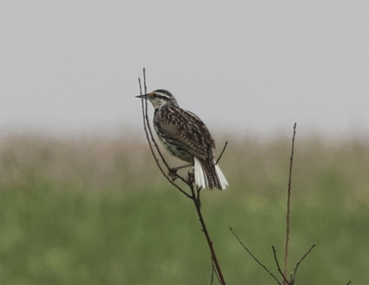 Eastern Meadowlark - ML571503881