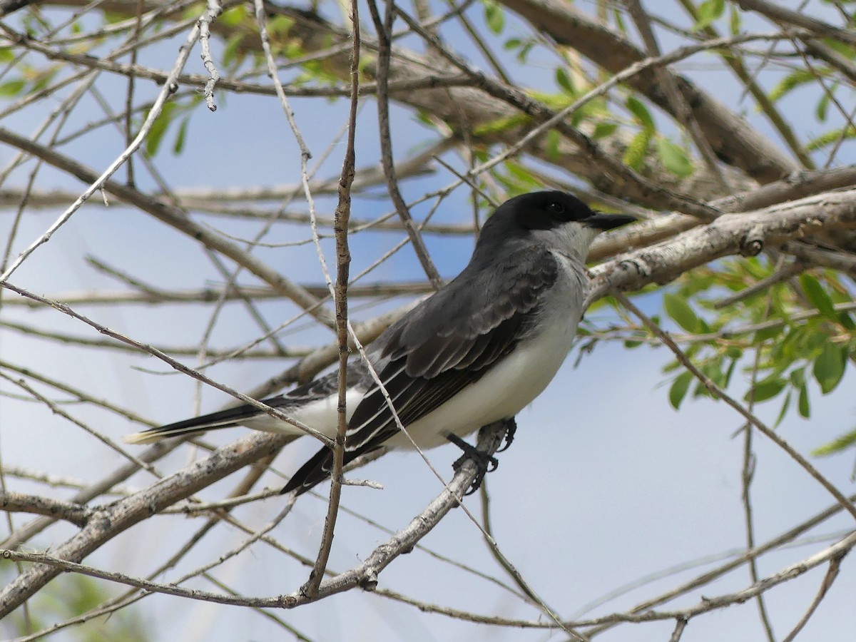 Eastern Kingbird - ML571503901