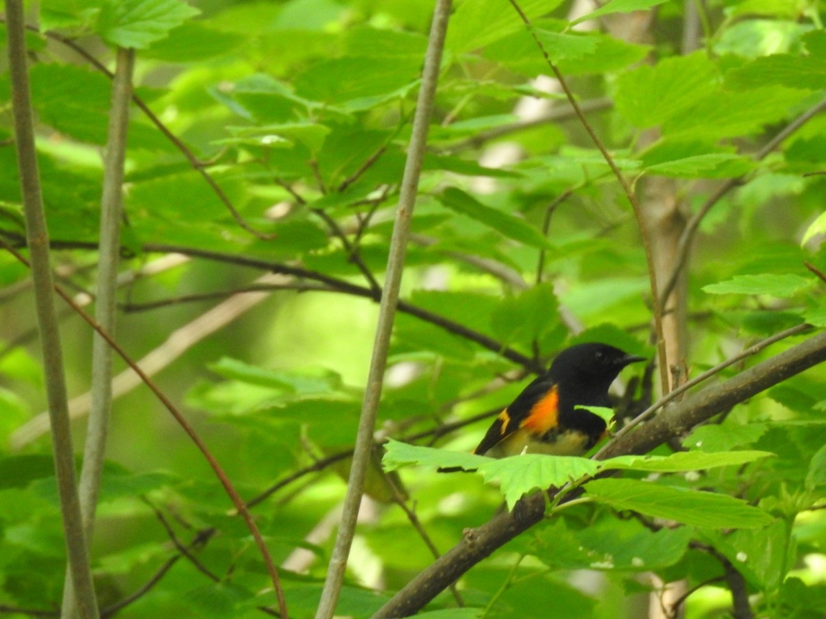 American Redstart - ML571504131