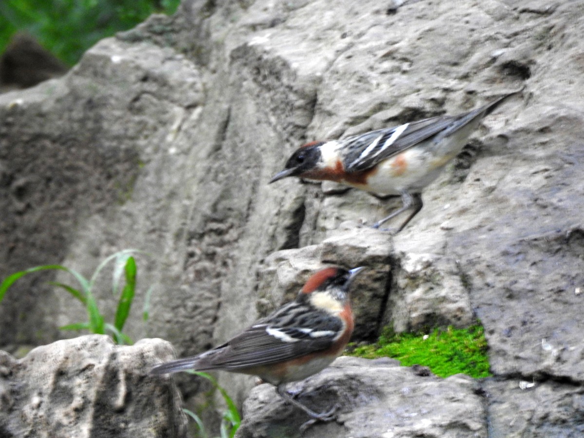 Bay-breasted Warbler - ML571504491