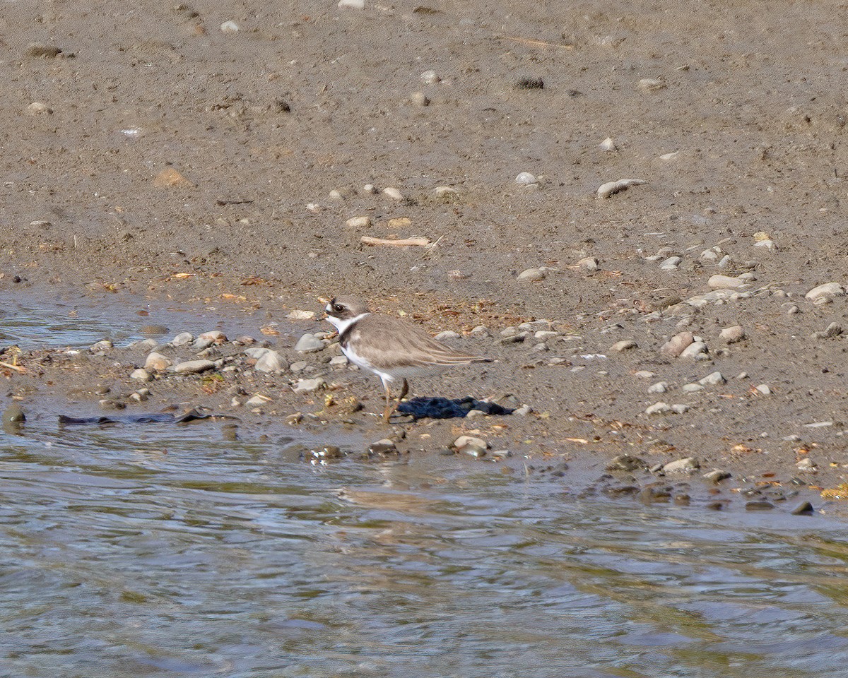 Semipalmated Plover - ML571504511