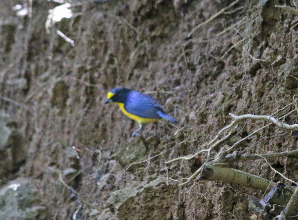 Organiste à gorge jaune - ML57150511