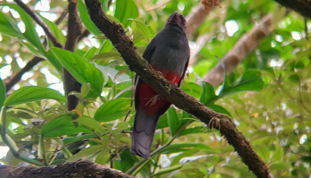 Slaty-tailed Trogon - ML571505171