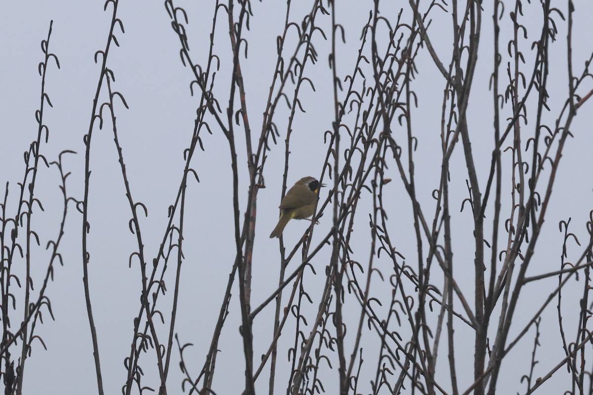Common Yellowthroat - ML571505671