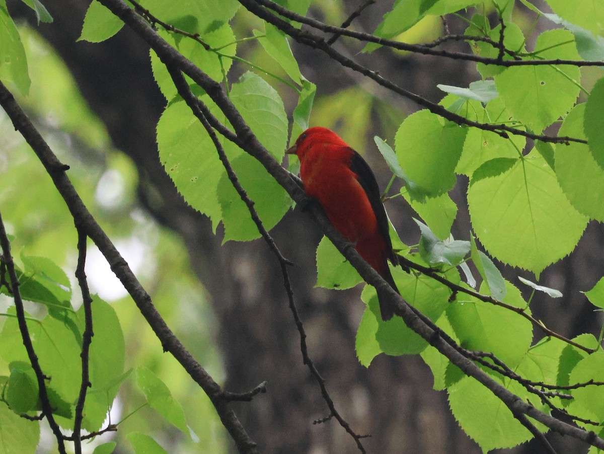 Scarlet Tanager - ML571506521