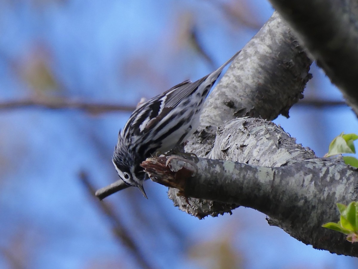 Black-and-white Warbler - Jeffrey Thomas