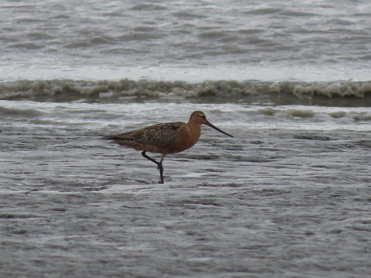 Bar-tailed Godwit - ML571506621