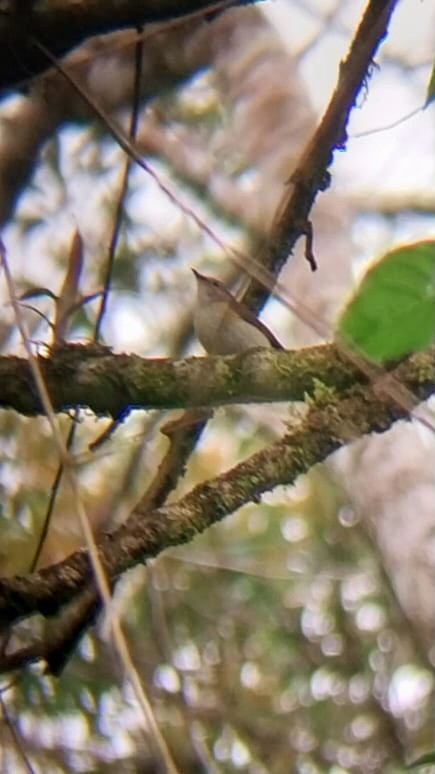 American Redstart - ML571506811